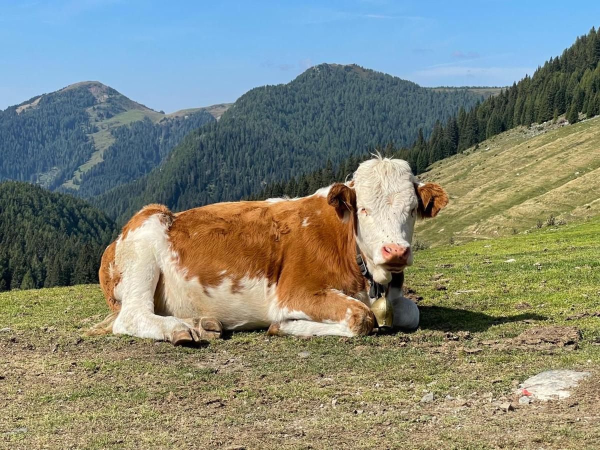 Gailtal Appartements Nähe Skigebiet Wertschach Buitenkant foto
